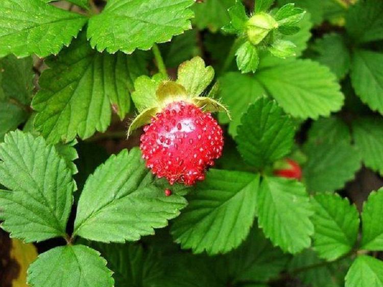 青州批发蛇莓 蛇莓基地出售 蛇莓厂家 时令草花种子批发