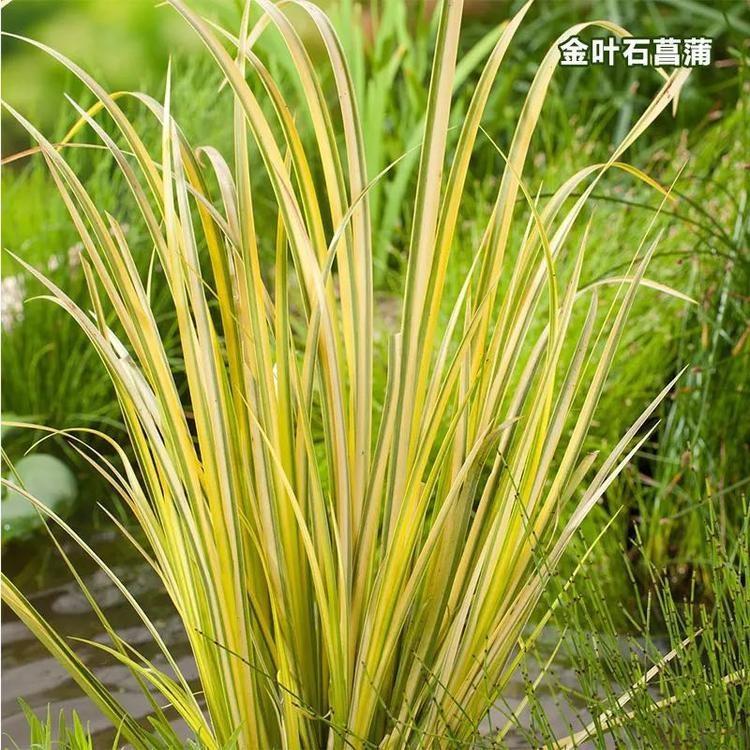 金叶石菖蒲 石菖蒲批发 金叶石菖蒲价格 顺和苗木