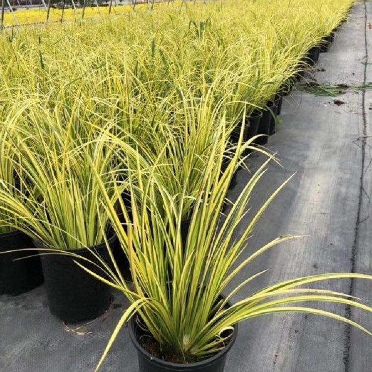 金叶石菖蒲价格 顺和苗木 石菖蒲苗圃种植