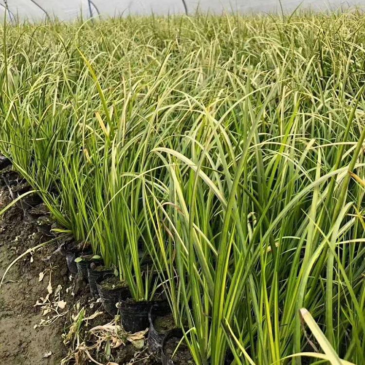 金线石菖蒲 沭阳金叶石菖蒲价格 基地供应