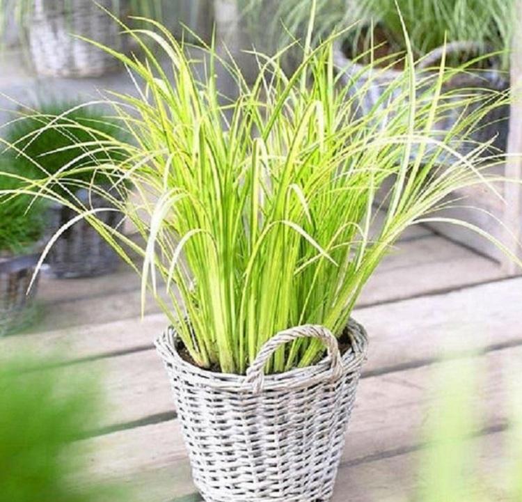 金叶石菖蒲价格 山东金叶石菖蒲 山东石菖蒲