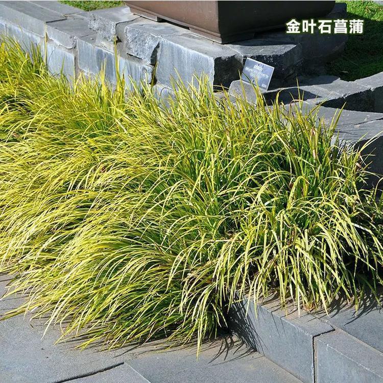 大量批发菖蒲 石菖蒲 金叶 金线