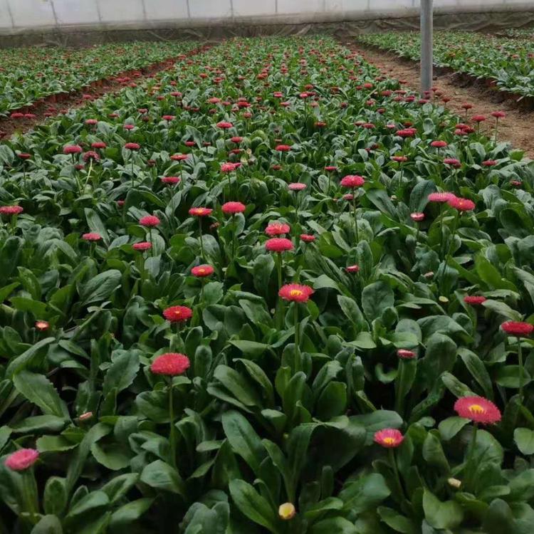 雏菊价格