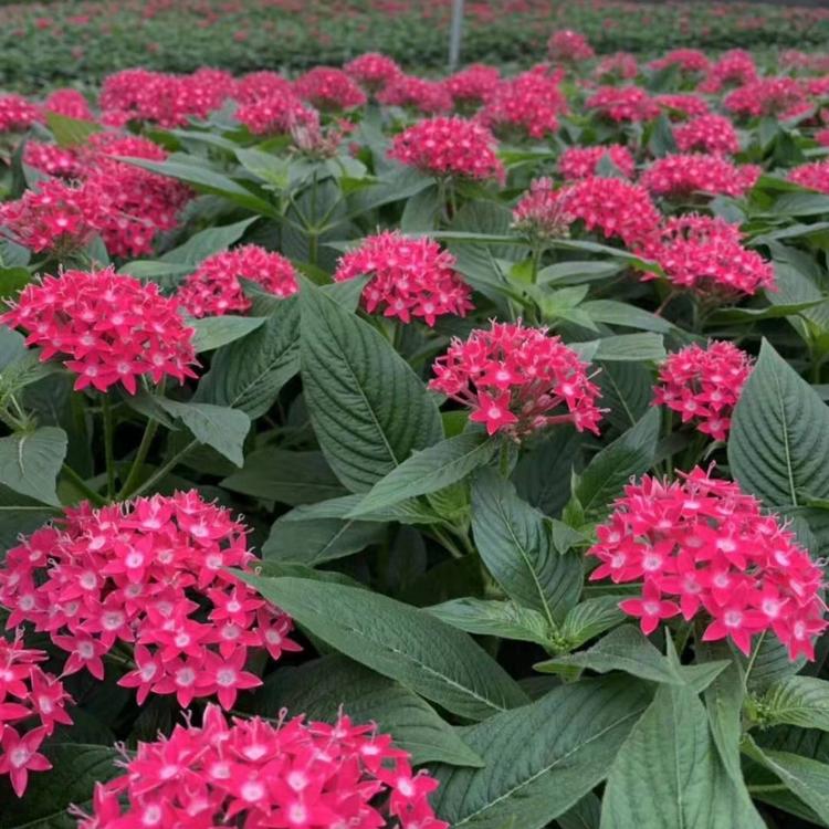 进口彩叶草 时令草花彩叶草 彩叶草苗绿化工程 青州伟达基地彩叶草