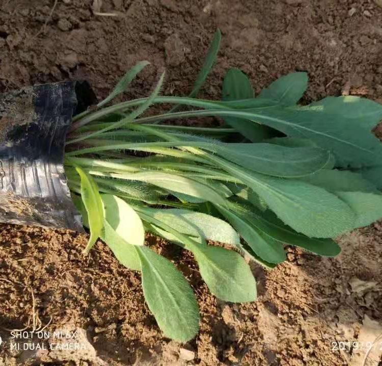天人菊   天人菊小苗  草花基地  基地直销