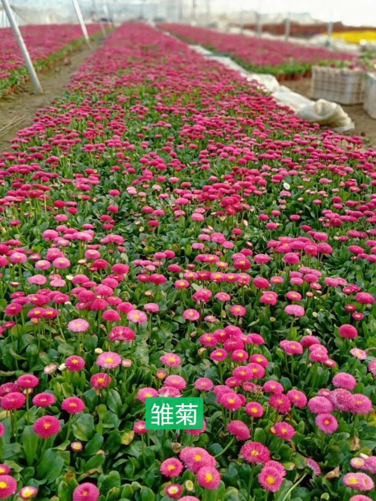 营养杯雏菊 雏菊 双色盆雏菊 雏菊的产地 雏菊的价格