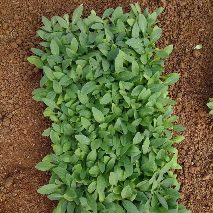 穴盘牵牛 牵牛花 营养杯牵牛