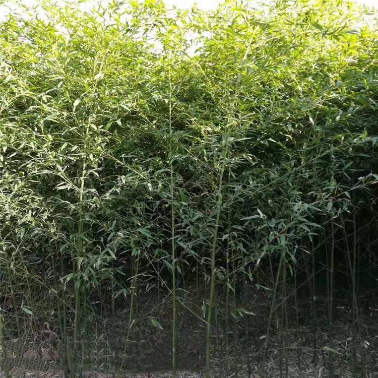 竹子绿篱 庭院竹子 观赏竹子销售
