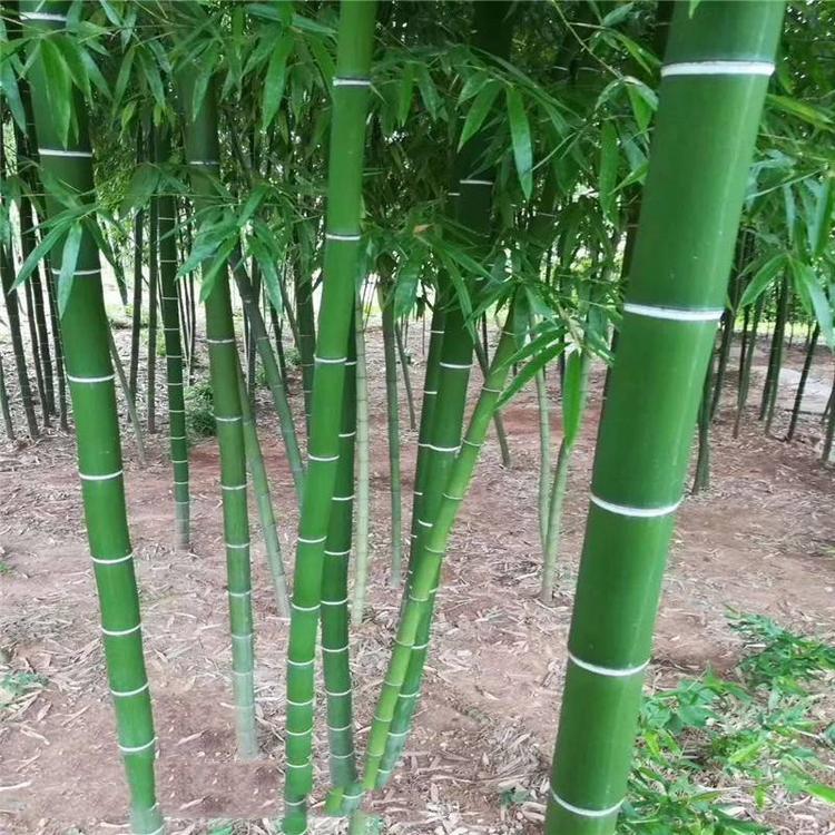 竹子 毛竹 淡竹 钢竹 翠竹 金镶玉 玉镶金 墨竹 银环竹子