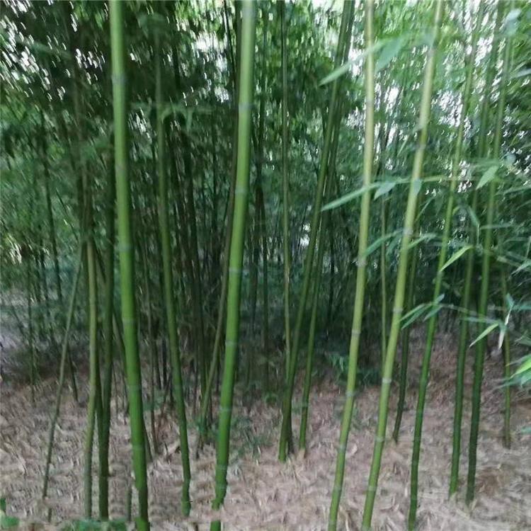 竹子 竹子种类 竹子价格 青州淡竹