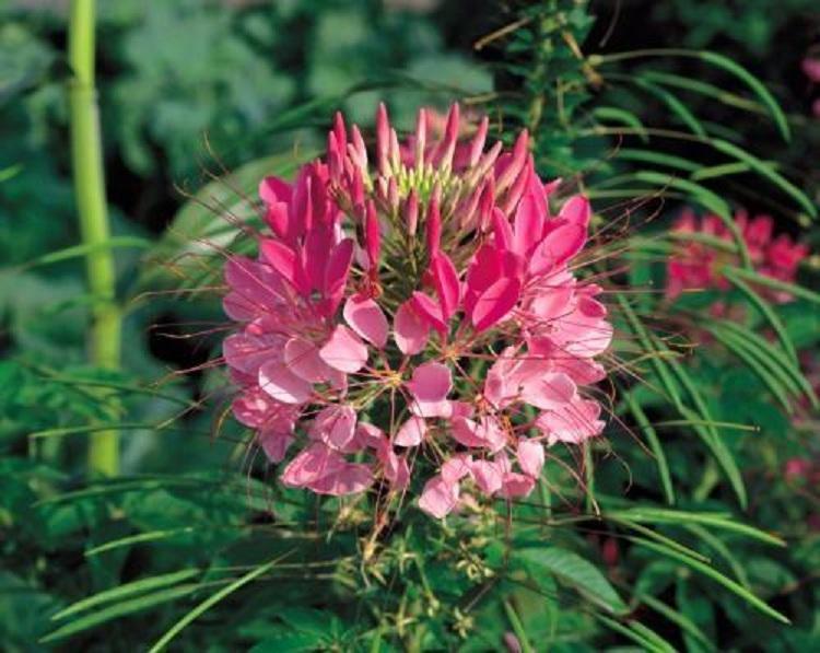 销售醉蝶花种子价格 花海打造 西洋白花菜 凤蝶草批发
