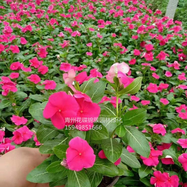 草花世界.批发基地 园林绿化 花海.专业.基地草花.批发草花