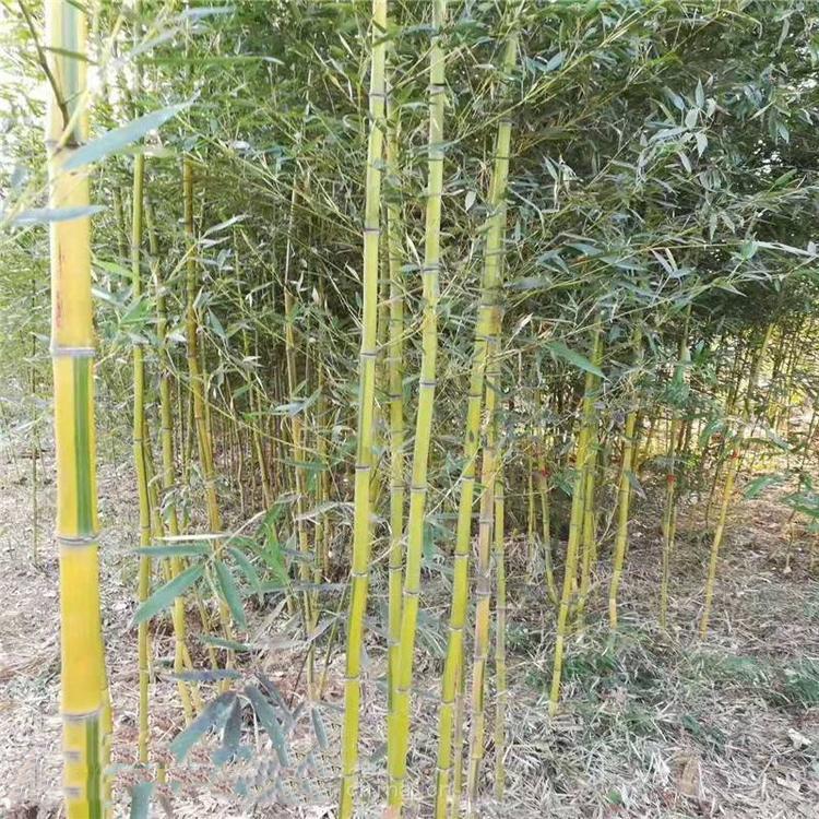 竹子价格 竹子基地  竹子种类
