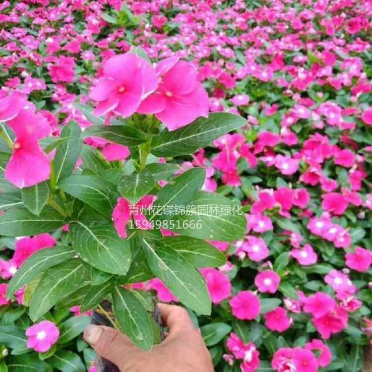 基地花花世界批发