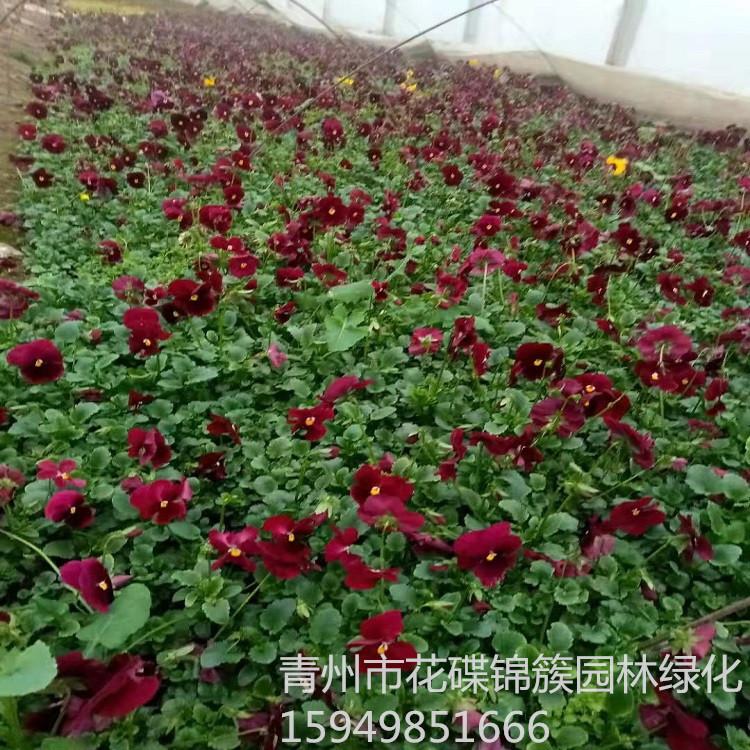 山东潍坊花碟锦簇绿化 基地批发草花.绿化用花