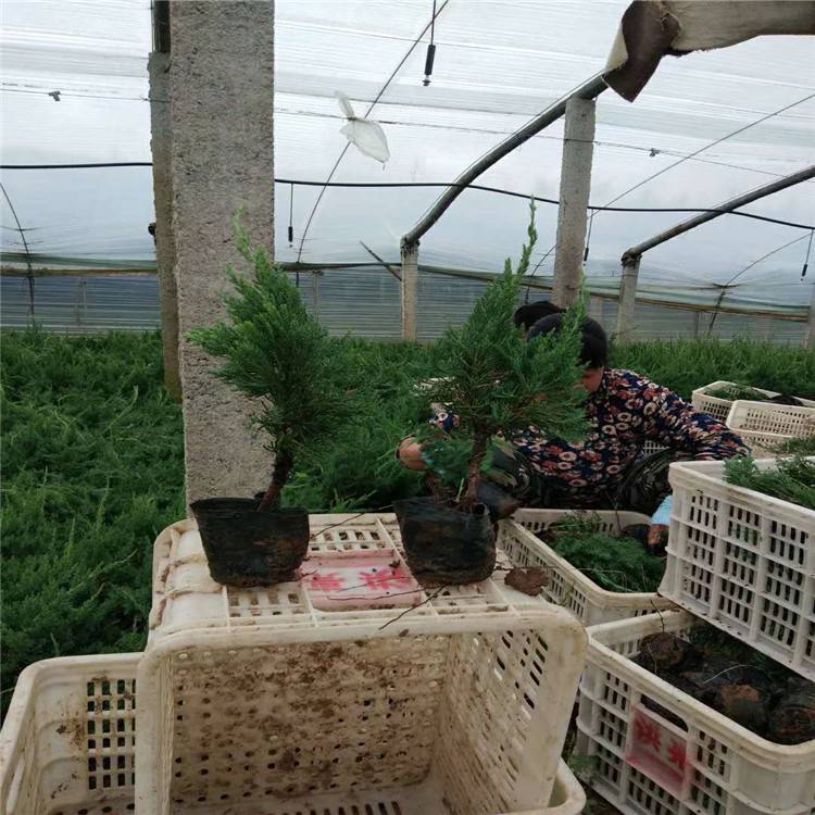 小龙柏价格 小龙柏基地一手供应