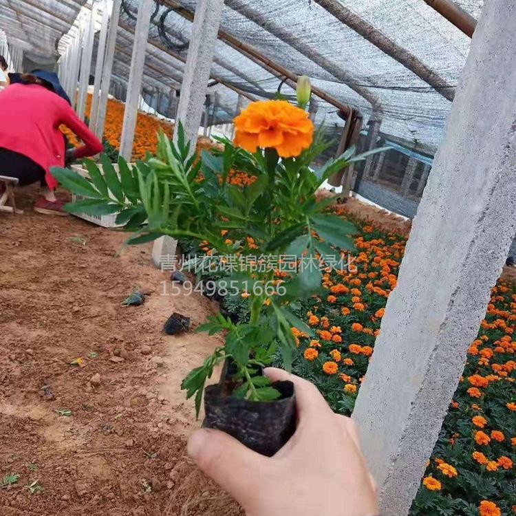 山东潍坊青州市花碟锦簇绿化 欢迎来草花基地.花花世界.欢迎你