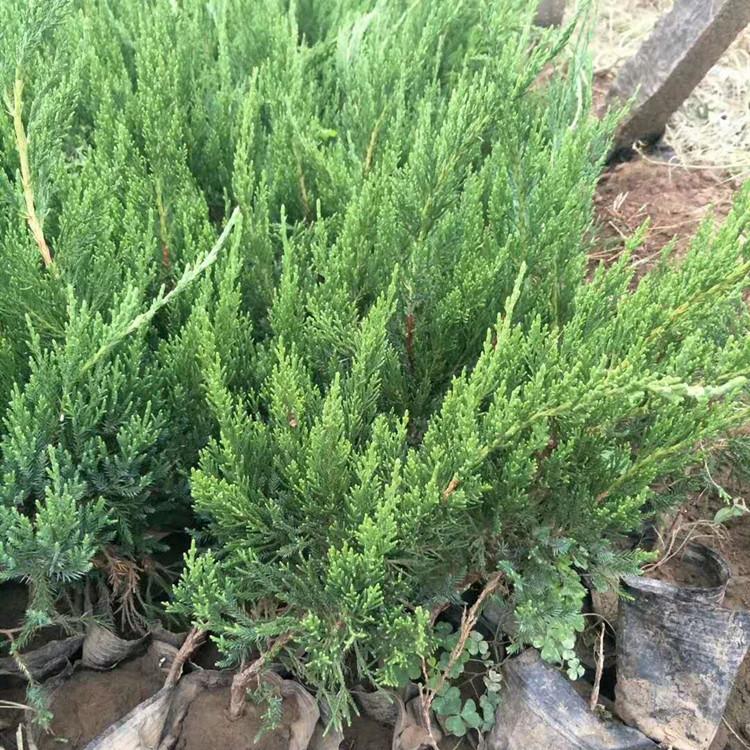 小龙柏 龙柏种植基地 小龙柏价格
