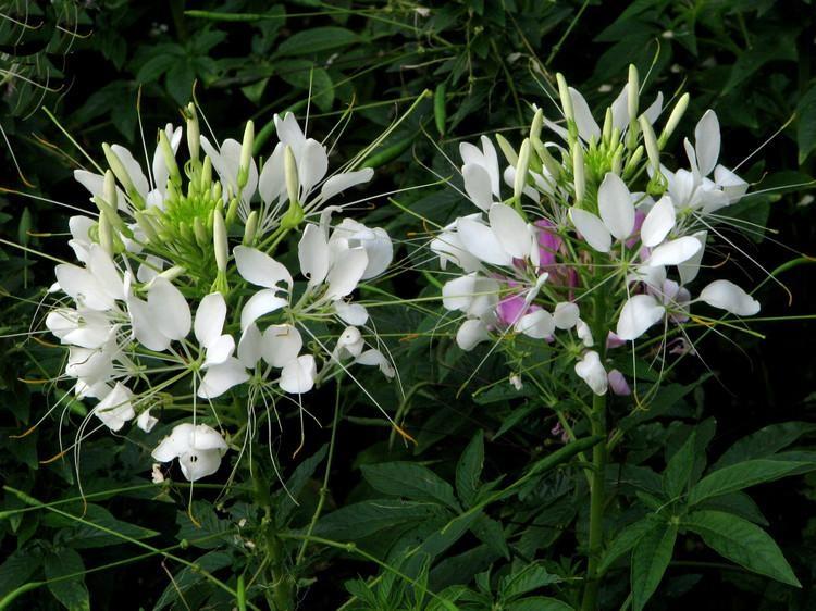 醉蝶花种植 大型醉蝶花草花批发 宿根花卉基地 咨询惠顾