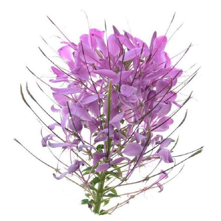 山东青州顺和花卉批发基地 基地直销杯苗蜘蛛花 多年生草花蜘蛛花