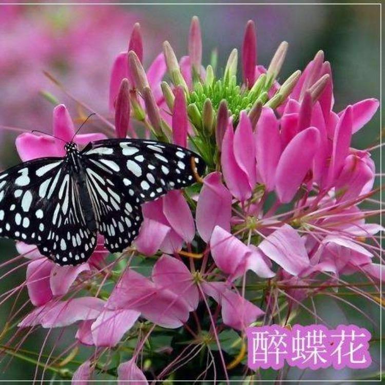醉蝶花种苗 营养钵醉蝶花价格