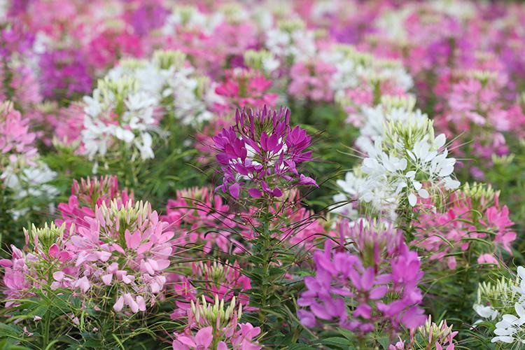 批发草子醉蝶花 花卉景观园林 公园绿化工程花 品种齐全