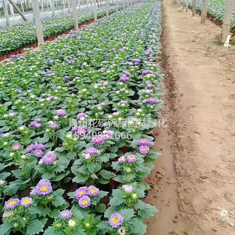 山东潍坊青州市花碟锦簇绿化 欢迎来草花基地.花花世界\专用