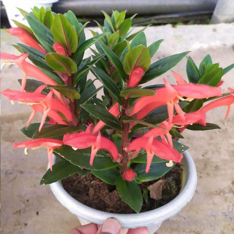 红鲸鱼吊兰盆栽 凯洋吊兰种植培育基地