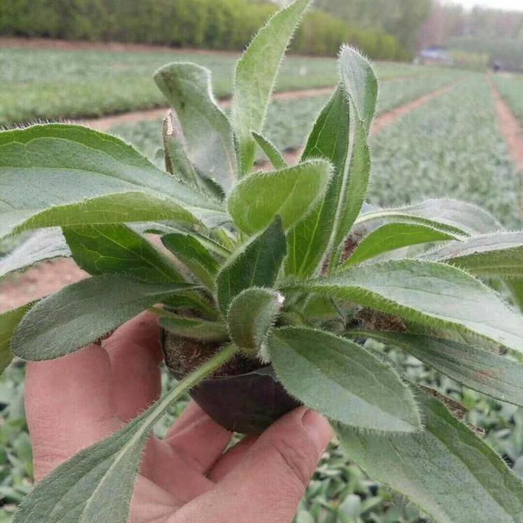 优质黑心菊批发    黑心菊价格