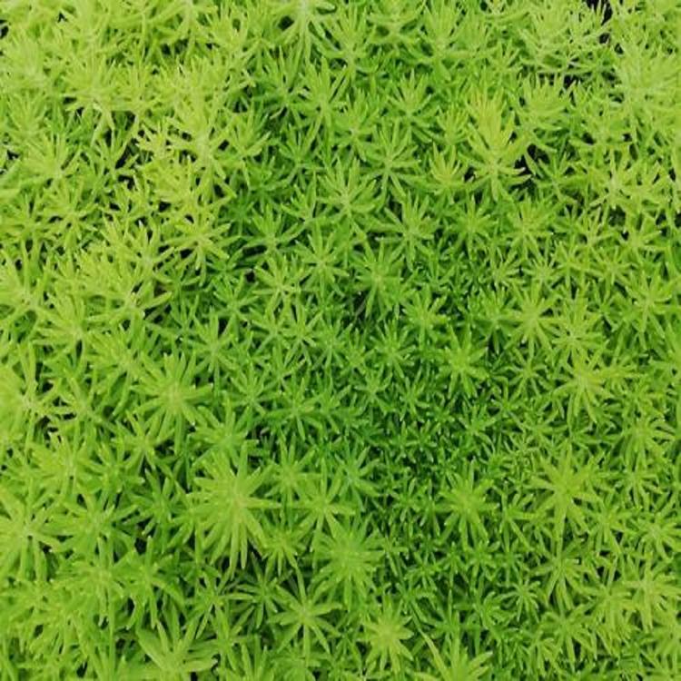 咨询秀明佛甲草金叶佛甲草基地
