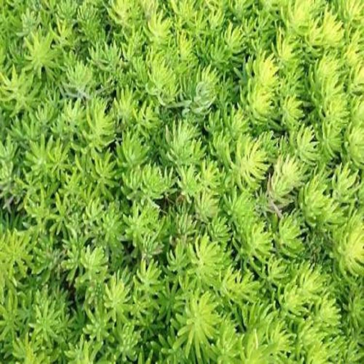 质量保障佛甲草金叶佛甲草培育