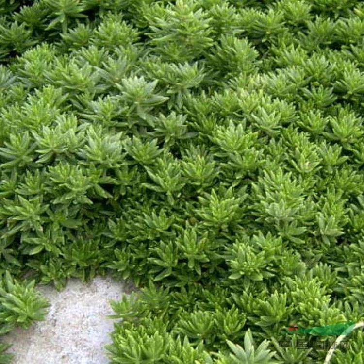 质量保障佛甲草金叶佛甲草种植供应商