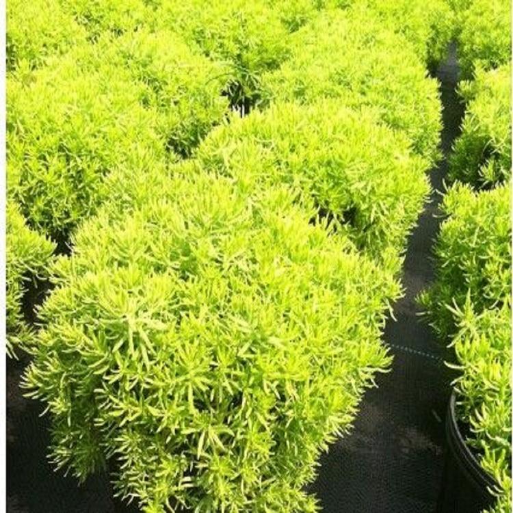 质优价廉佛甲草金叶佛甲草培育基地