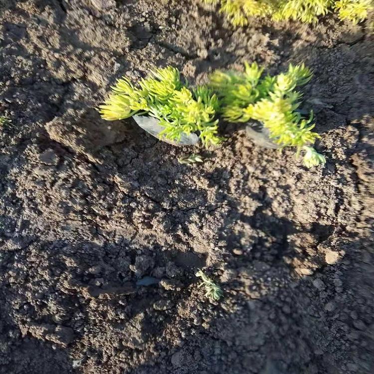 苗圃直销佛甲草金叶佛甲草培育