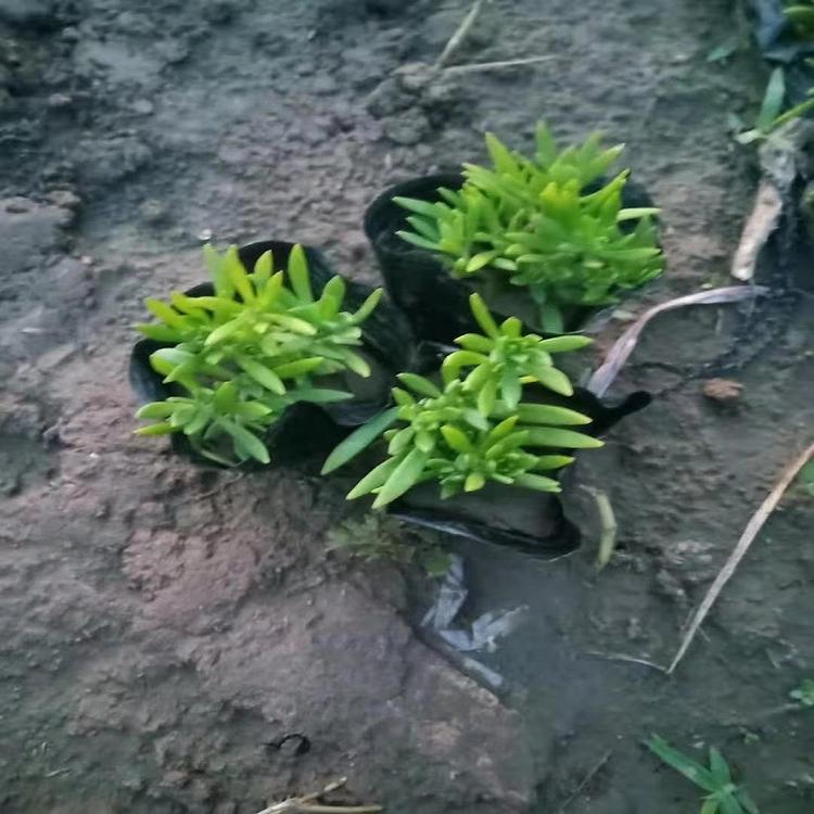 青州佛甲草金叶佛甲草种植供应商