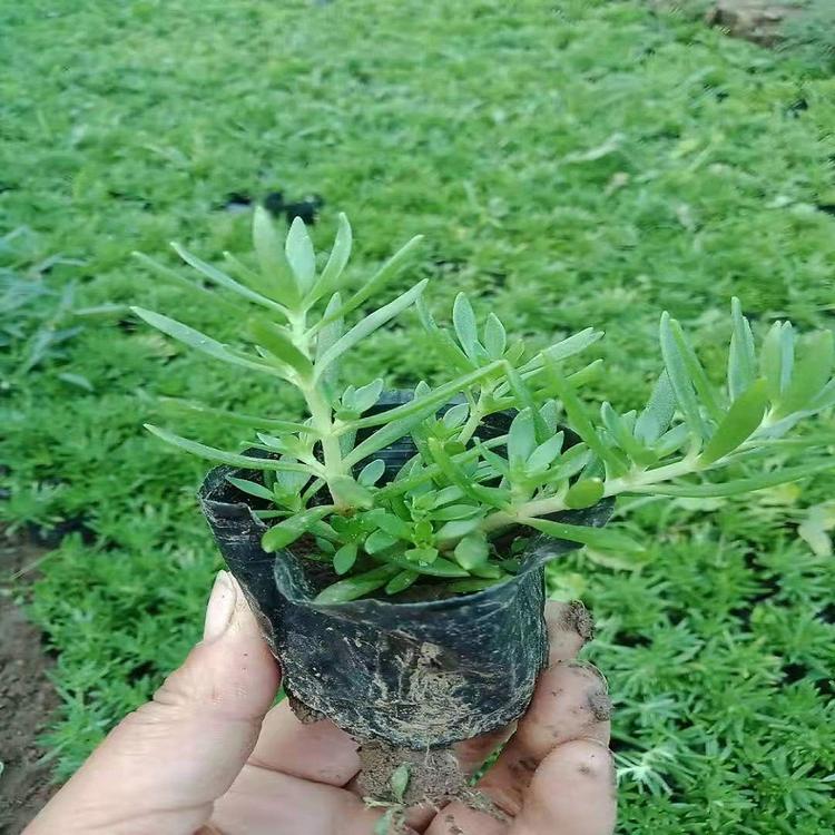 山东佛甲草金叶佛甲草种植