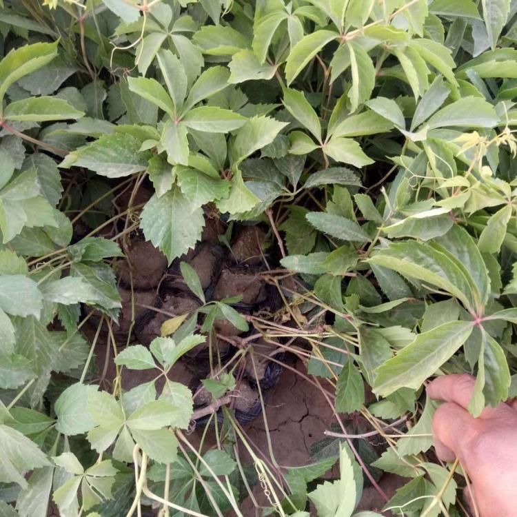青州爬山虎种植基地 爬山虎绿化苗价格批发 值得信赖