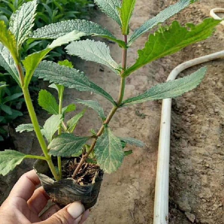 柳叶马鞭草 河南柳叶马鞭草 山东柳叶马鞭草 柳叶马鞭草花卉工程