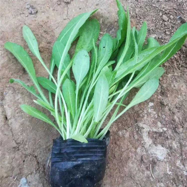 大量天人菊批发商   优质天人菊