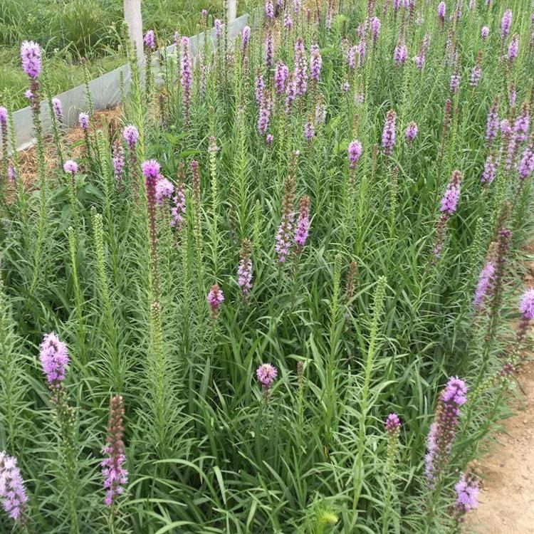 花坛景观庭院花卉花海 聚花蛇鞭菊基地价格