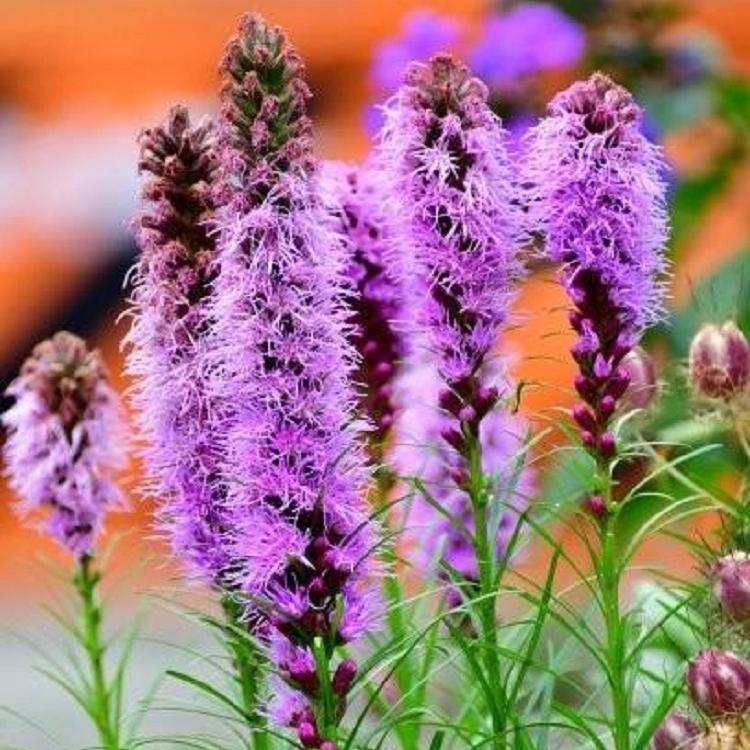 蛇鞭菊 蛇鞭菊 麒麟菊猫尾花批发 盆栽花期夏季秋季开花
