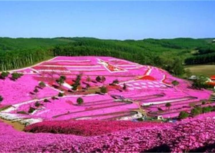 广东丛生福考录基地批发  欢迎咨询
