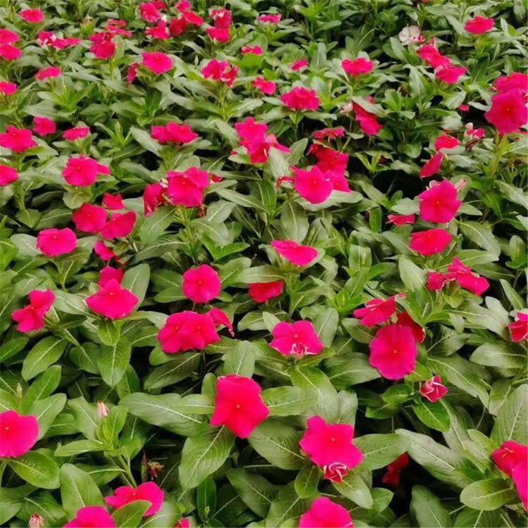 精品长春花培育基地 长春花盆栽大量种植