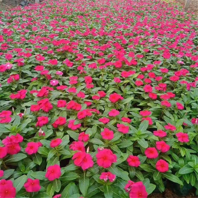 长春花销售基地 长春花盆栽大量种植