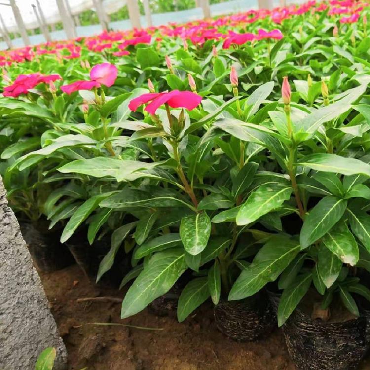 长春花培育基地 长春花盆栽一手供应