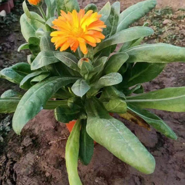 金盏菊价格 金盏菊批发商 山东金盏菊种植基地