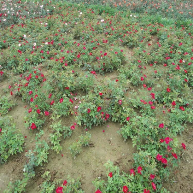 青州地被月季大量供应 地被月季大量供应