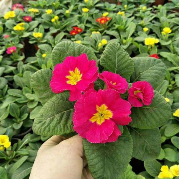 山东报春花价格 报春花基地 报春花批发