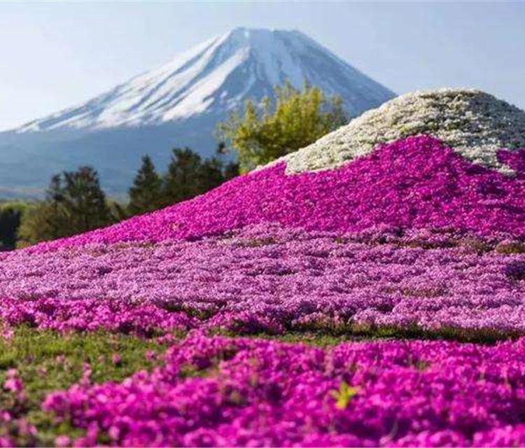 广东芝樱花种子大量供应  量大从优