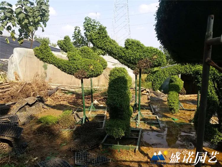 动物造型绿雕 景观绿雕 绿雕造型设计安装 仿真动植物绿雕
